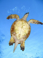   Hawksbill  